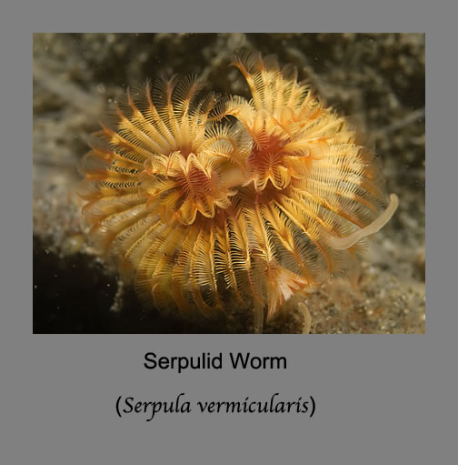 serpulid worm